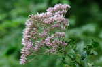 Joe Pye weed